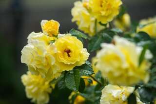 Виллы Villa Oselya Киев Вилла-106