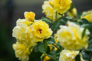 Виллы Villa Oselya Киев Вилла-38