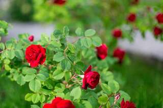 Виллы Villa Oselya Киев Вилла-82